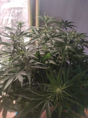 IMG_20230403_163002_986.jpg IMG_20230403_163002_986.jpg