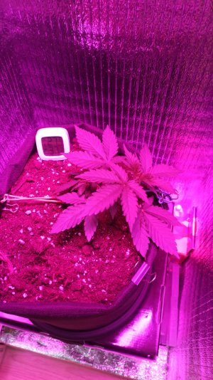 IMG_2023_04_03_15_02_33_2168990602160710942717.jpg IMG_2023_04_03_15_02_33_2168990602160710942717.jpg