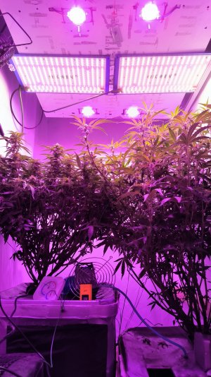 Кракен в действии)