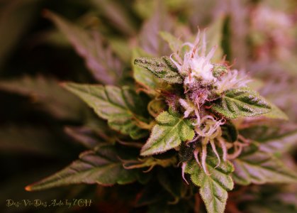 DSC04681.jpg DSC04681.jpg