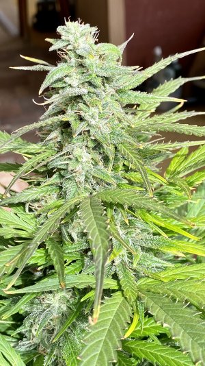 IMG_7316.jpeg IMG_7316.jpeg