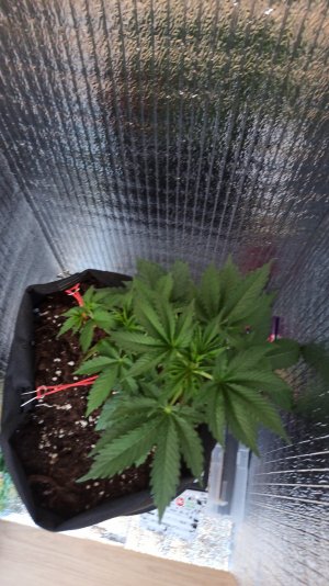 IMG_2023_04_09_15_33_54_7397338333142739693506.jpg IMG_2023_04_09_15_33_54_7397338333142739693506.jpg