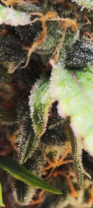 Screenshot_2023-04-11-18-21-07-919_com.miui.gallery.jpg Screenshot_2023-04-11-18-21-07-919_com.miui.gallery.jpg