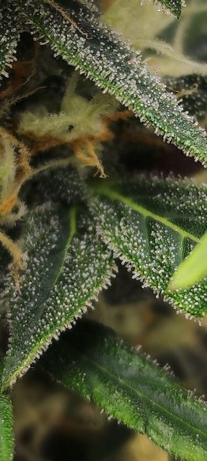 Screenshot_2023-04-11-18-26-55-769_com.miui.gallery.jpg Screenshot_2023-04-11-18-26-55-769_com.miui.gallery.jpg