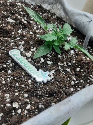 20230415_171052.jpg 20230415_171052.jpg