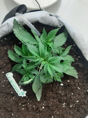 20230416_081827.jpg 20230416_081827.jpg