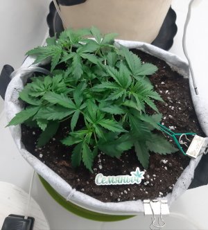 20230416_172125.jpg 20230416_172125.jpg