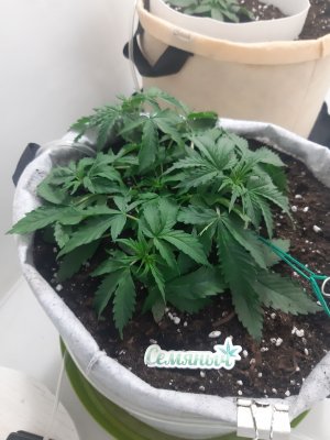 20230416_172651.jpg 20230416_172651.jpg