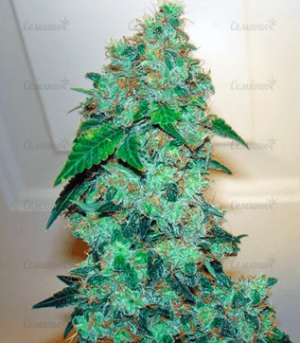 1635165725270.png 1635165725270.png