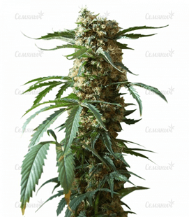 1637053868090.png 1637053868090.png