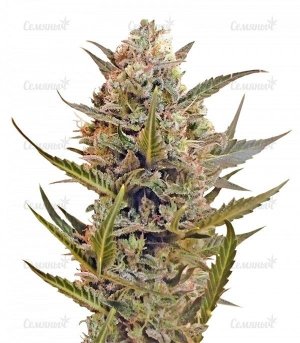 sort_Chrystal_regular_Nirvana_Seeds__RPeNNl14VM4yZ89c.jpg sort_Chrystal_regular_Nirvana_Seeds__RPeNNl14VM4yZ89c.jpg