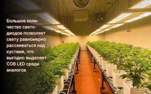 COB LED панели для конопли COB LED панели для конопли