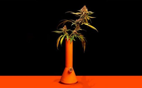 Бонг для конопли – знакомимся и выбираем