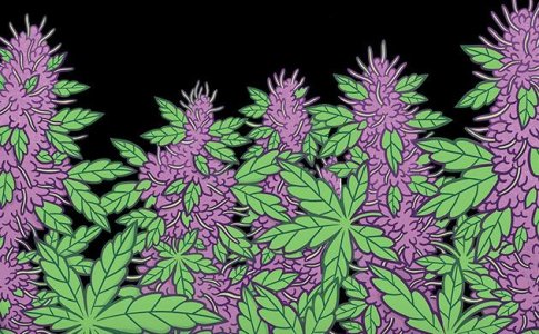 Фиолетовая конопля – сорт Blueberry