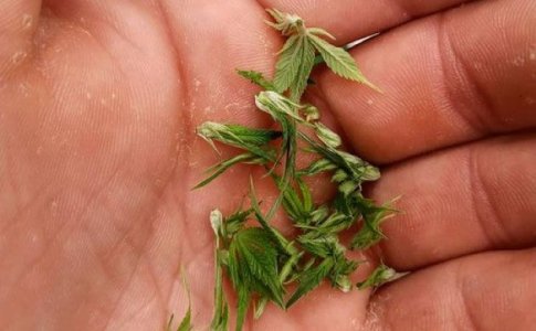 Техника FIM-обрезки конопли