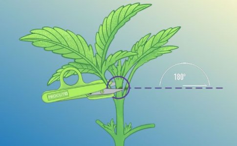 Как делать фим обрезку конопли