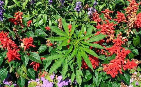 Запах конопли