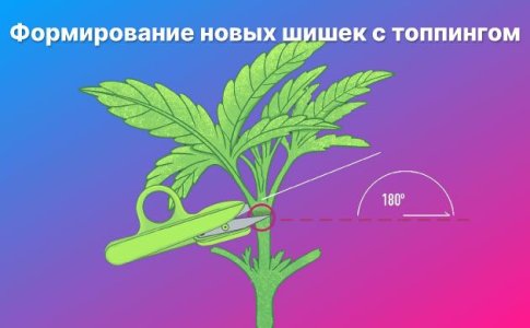Топпинг конопли