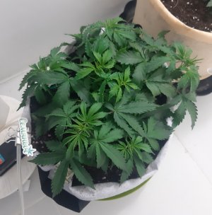 20230417_171119.jpg 20230417_171119.jpg