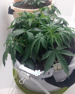 20230417_171135.jpg 20230417_171135.jpg