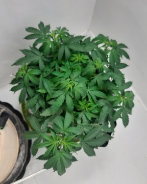 20230417_193327.jpg 20230417_193327.jpg