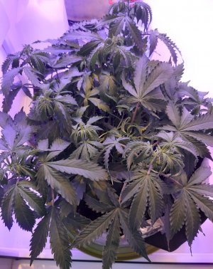 20230417_201752.jpg 20230417_201752.jpg