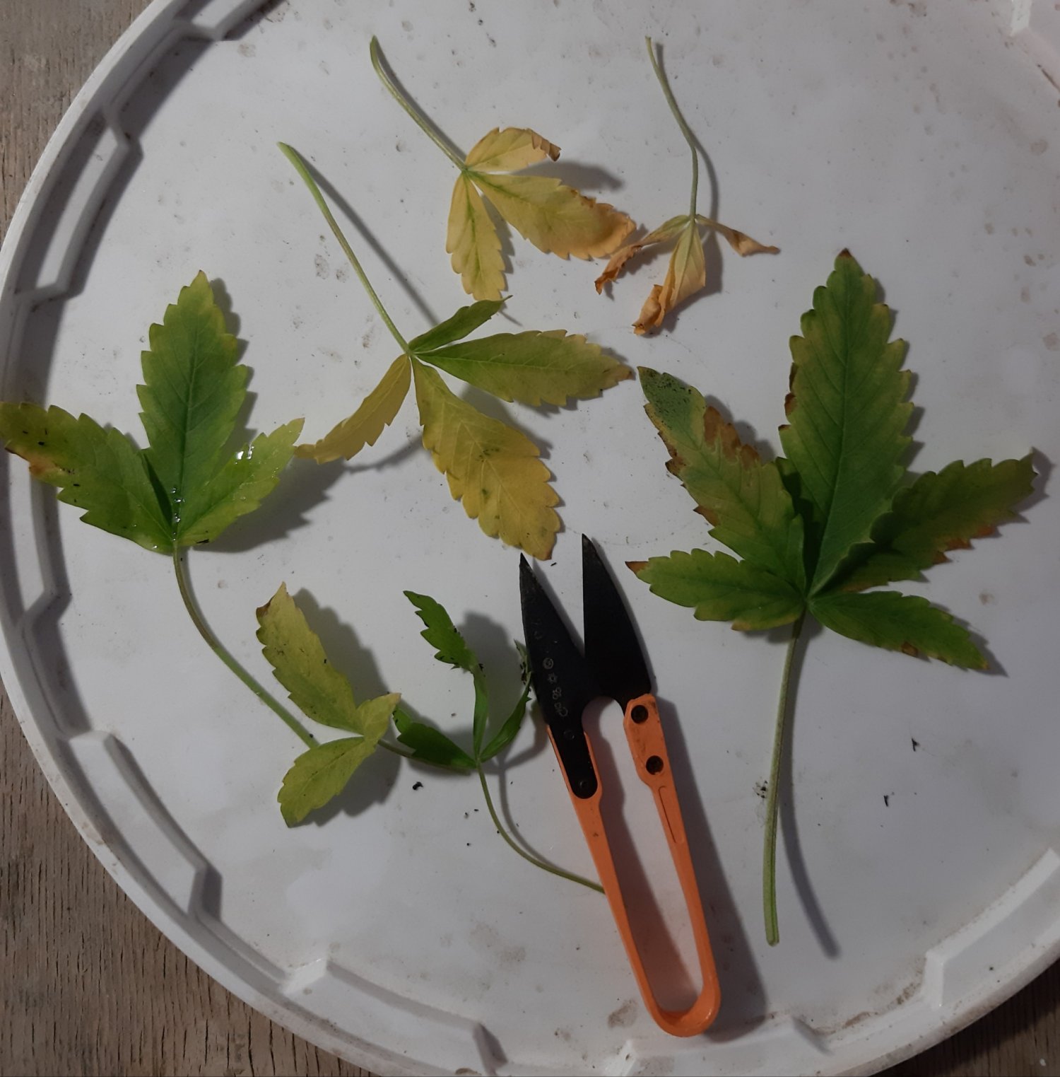 20230417_230709.jpg 20230417_230709.jpg