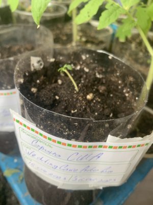 E8E89AEE-9354-48F7-BF1C-668733CFD979.jpeg E8E89AEE-9354-48F7-BF1C-668733CFD979.jpeg