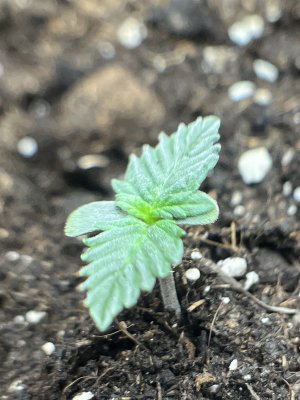 ABE8ECD2-CF9A-40E3-B5E8-DD8ECC695FD0.jpeg ABE8ECD2-CF9A-40E3-B5E8-DD8ECC695FD0.jpeg