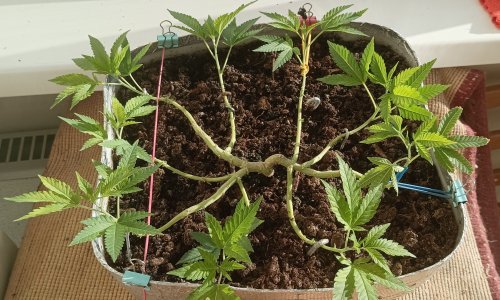 IMG_20230424_074907.jpg IMG_20230424_074907.jpg