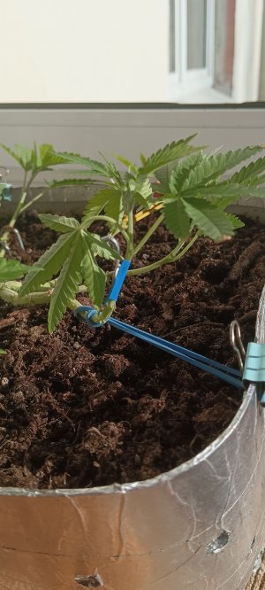 IMG_20230424_080732.jpg IMG_20230424_080732.jpg