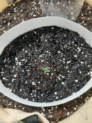 20230428_175344.jpg 20230428_175344.jpg