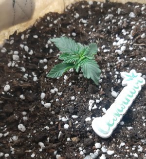 20230429_111414.jpg 20230429_111414.jpg