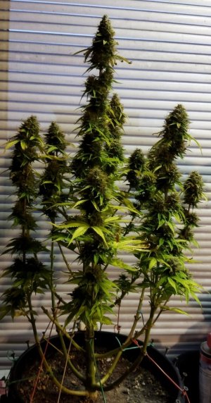 Screenshot_2023-05-04-22-51-35-254_com.miui.gallery-edit.jpg Screenshot_2023-05-04-22-51-35-254_com.miui.gallery-edit.jpg