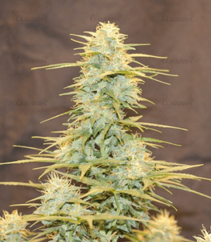 1683220891277.png 1683220891277.png