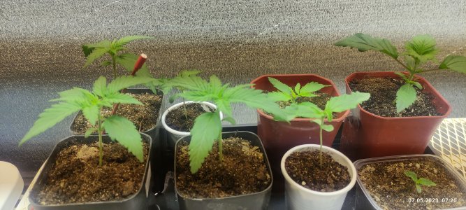 IMG_20230507_072037.jpg IMG_20230507_072037.jpg