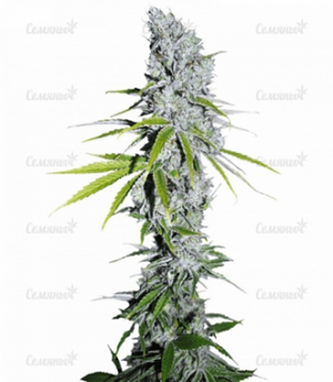 1683540748509.png 1683540748509.png