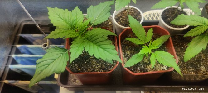 IMG_20230508_195533.jpg IMG_20230508_195533.jpg