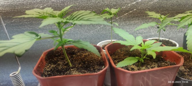 IMG_20230508_195529.jpg IMG_20230508_195529.jpg