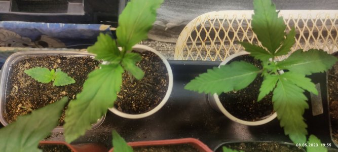 IMG_20230508_195518.jpg IMG_20230508_195518.jpg