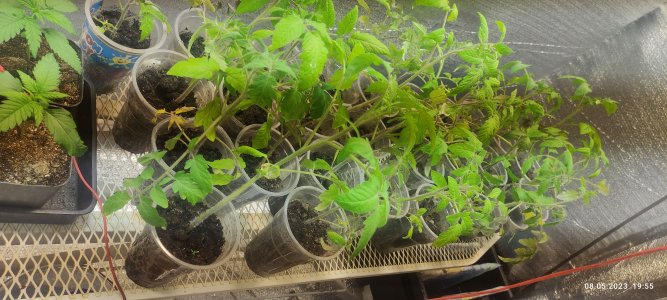 IMG_20230508_195547.jpg IMG_20230508_195547.jpg