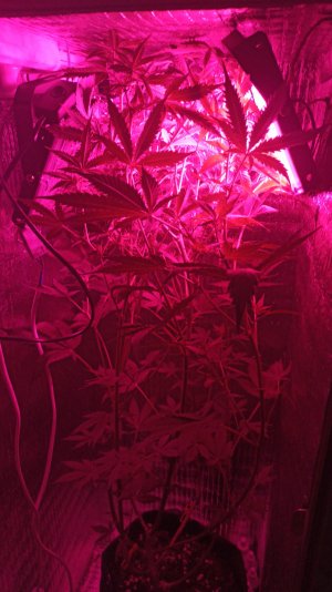 IMG_2023_05_10_01_43_55_7858973878616037847964.jpg IMG_2023_05_10_01_43_55_7858973878616037847964.jpg