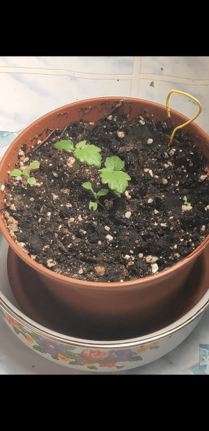 S30510-133434.png S30510-133434.png