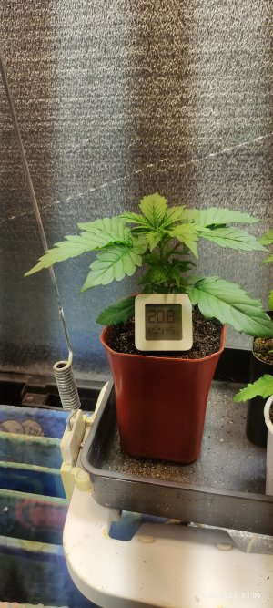 IMG_20230511_070026.jpg IMG_20230511_070026.jpg