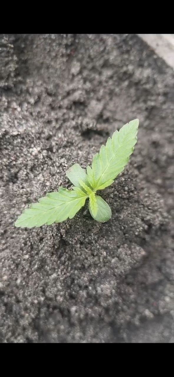 photo_5400199215080130529_y.jpg photo_5400199215080130529_y.jpg