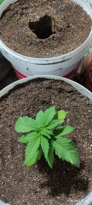 IMG_20230513_113331.jpg IMG_20230513_113331.jpg