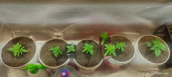 IMG_20230513_140232.jpg IMG_20230513_140232.jpg