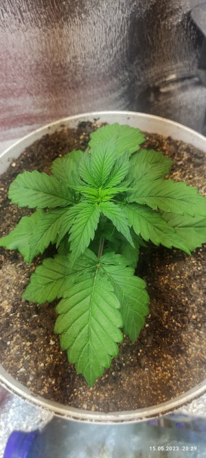 IMG_20230515_202914.jpg IMG_20230515_202914.jpg