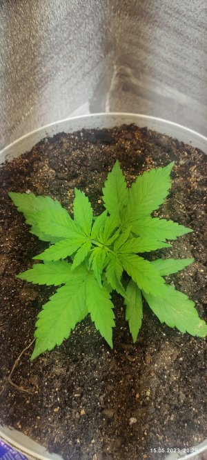 IMG_20230515_202921.jpg IMG_20230515_202921.jpg