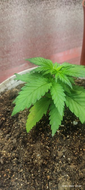 IMG_20230515_202322.jpg IMG_20230515_202322.jpg